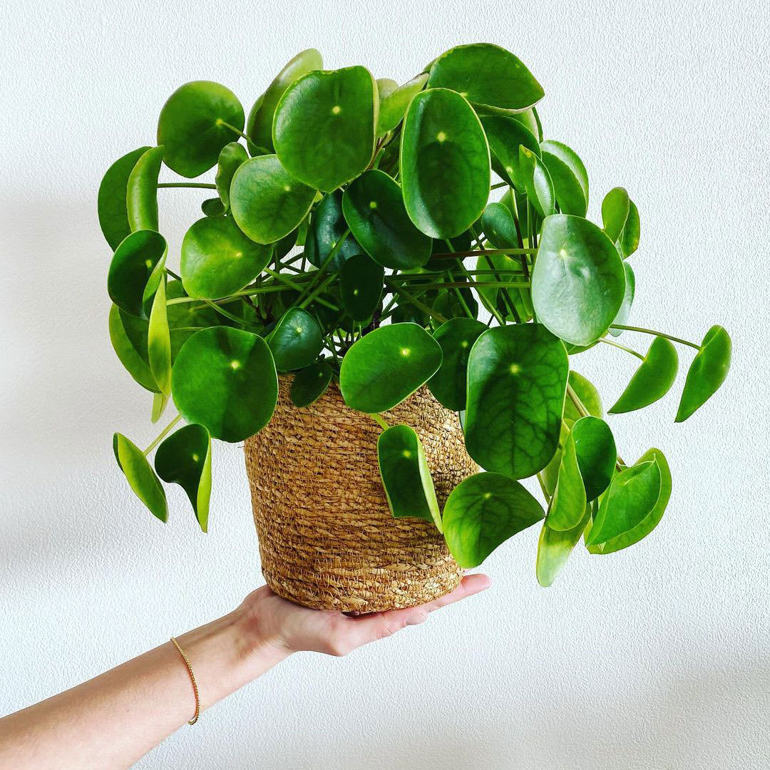Pilea peperomioides