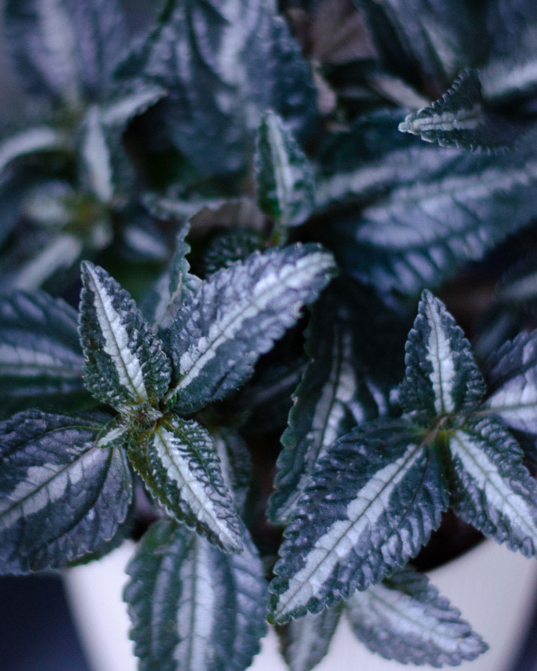 Pilea 'Silver Tree'