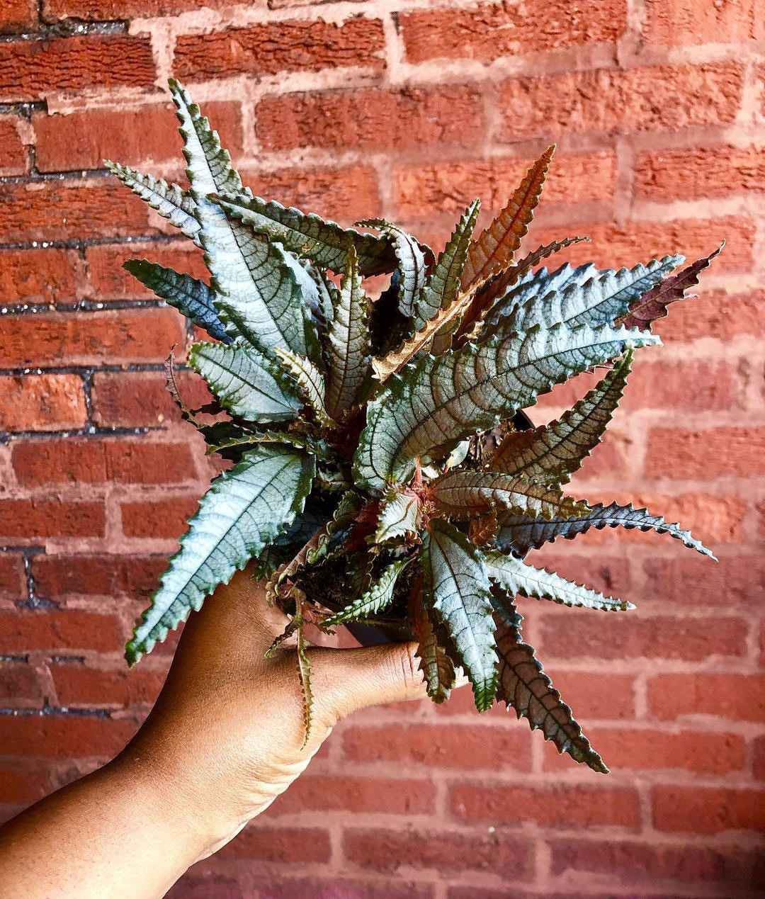 Pilea spruceana 'Dark Mystery'