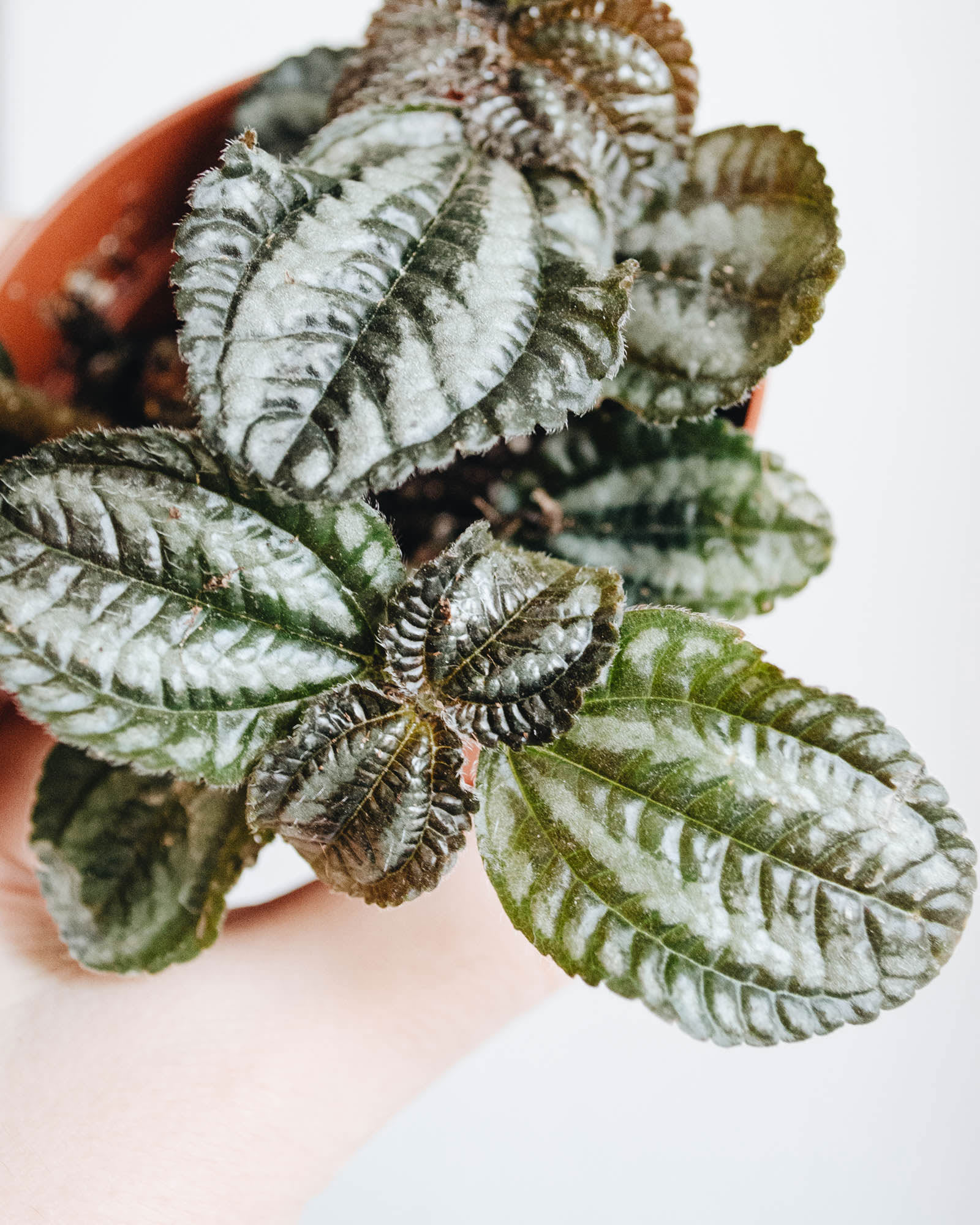 Pilea spruceana
