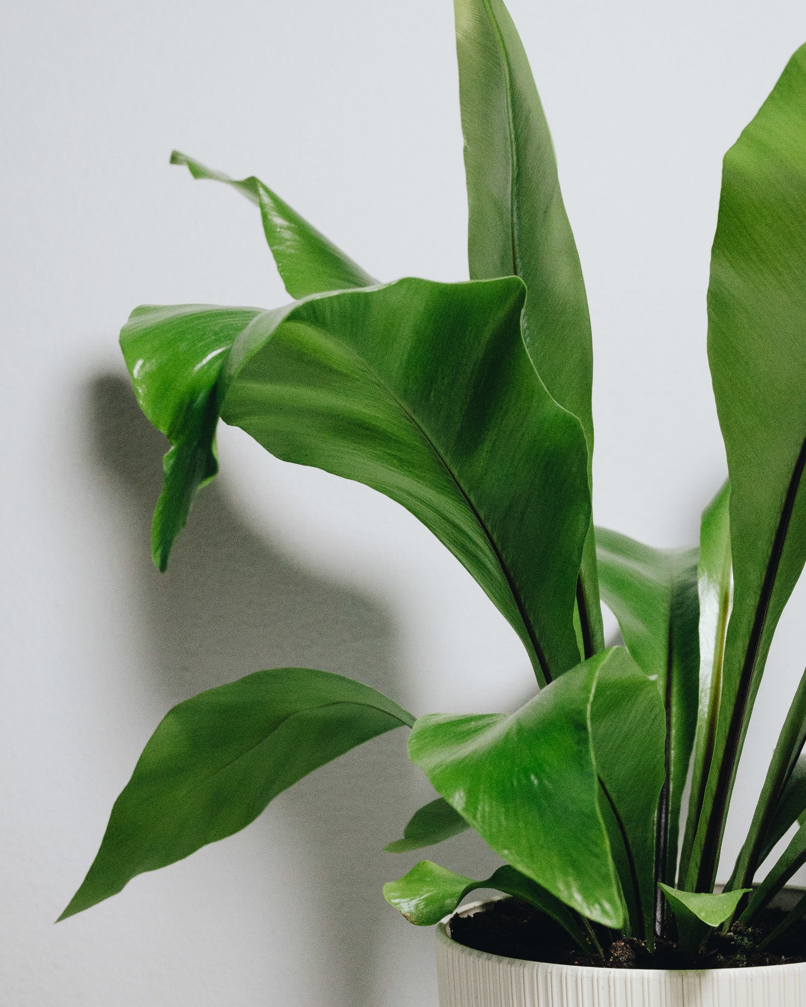 Asplenium nidus