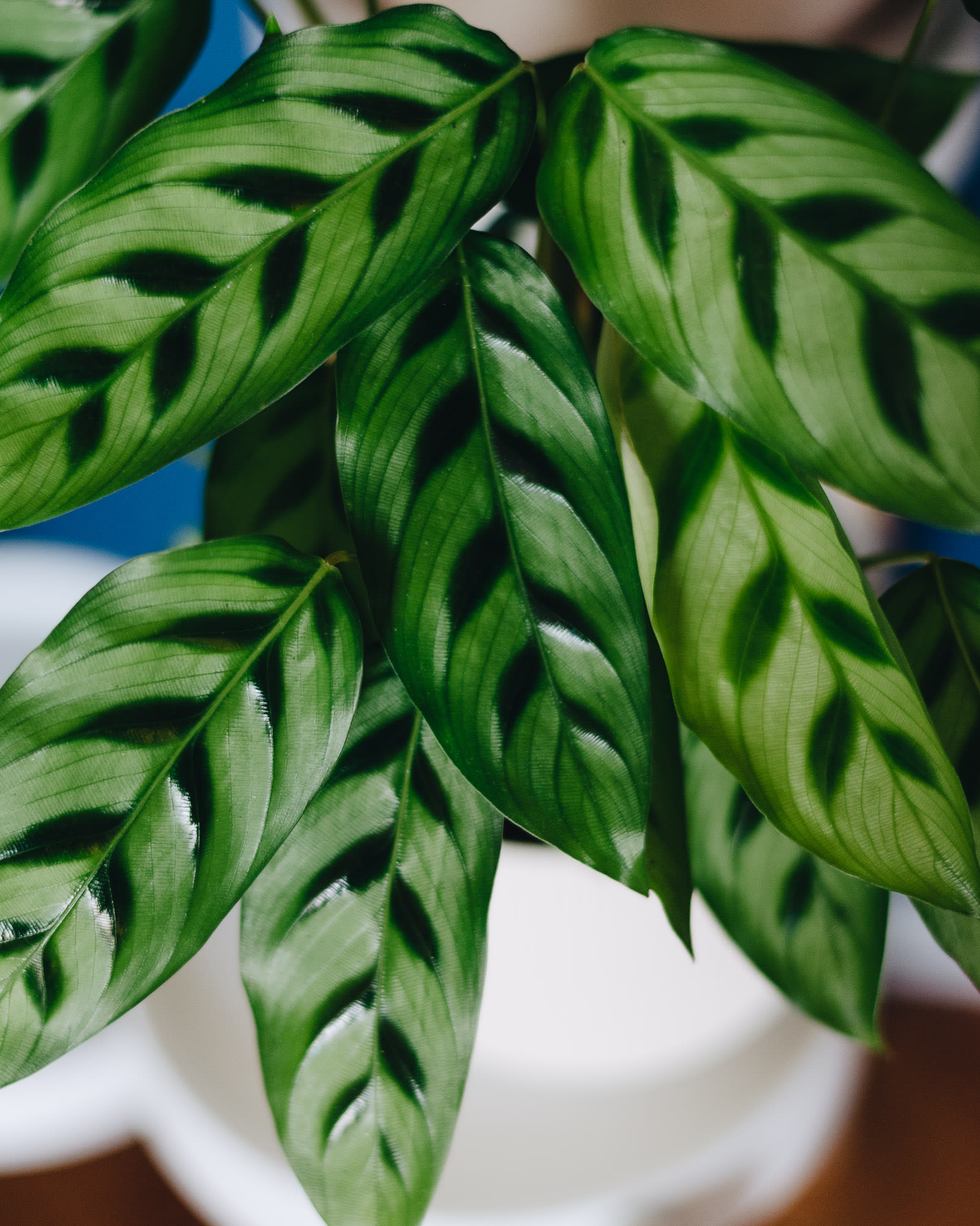 Calathea leopardina