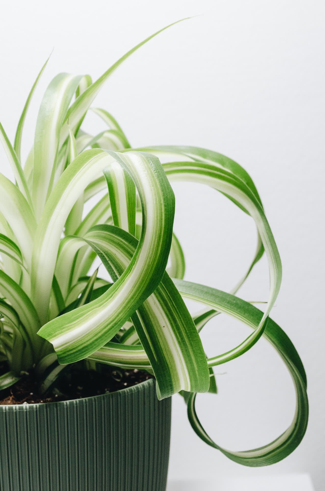 Chlorophytum ‘Bonnie’