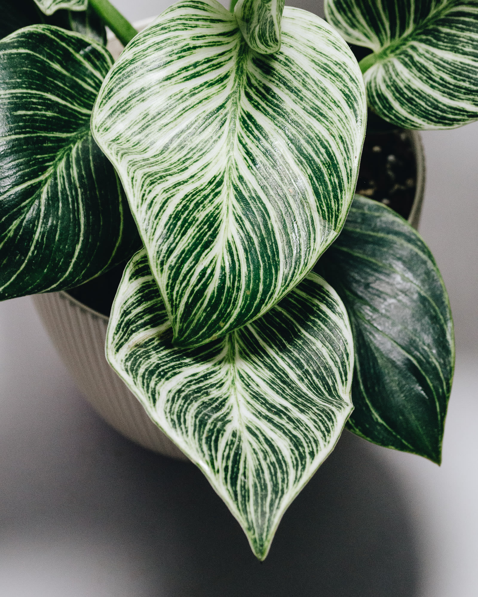 Philodendron ‘Birkin’