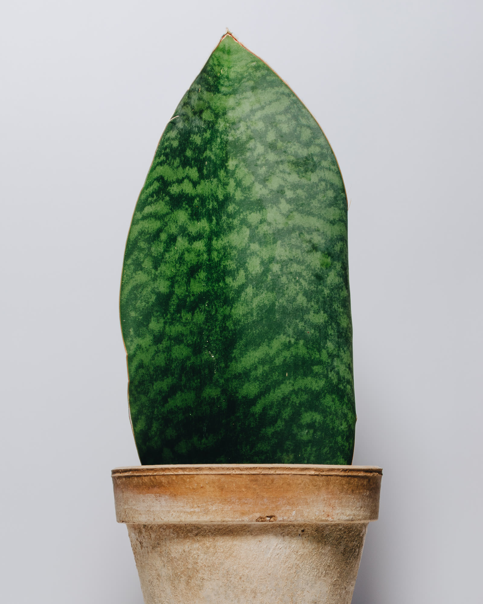 Sansevieria masoniana