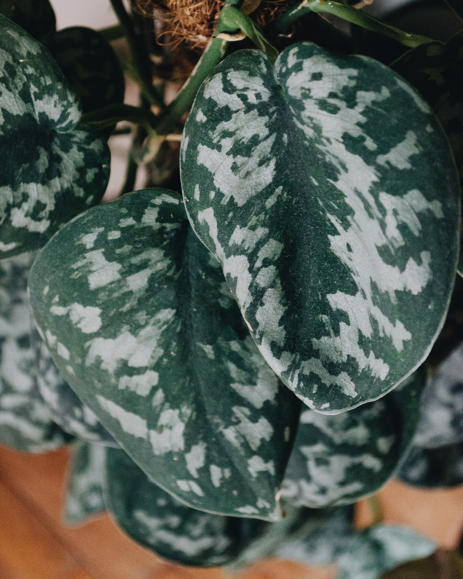 Scindapsus pictus 'Exotica'