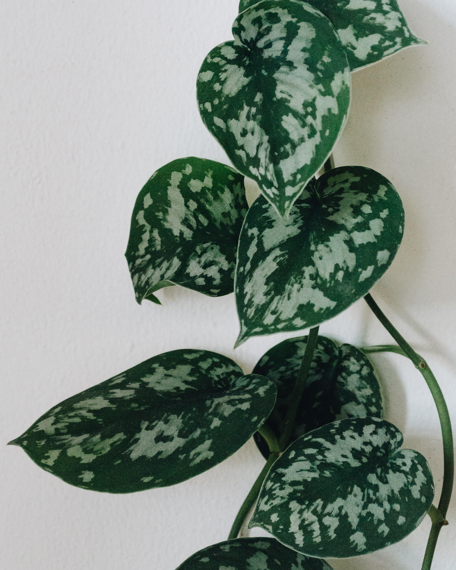 Scindapsus pictus 'Exotica'