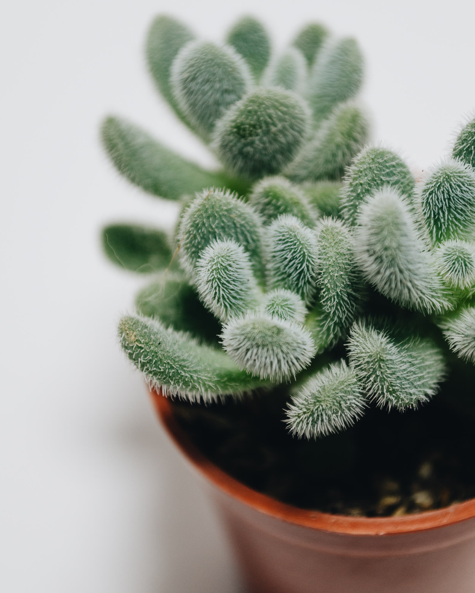 Sedum hintonii