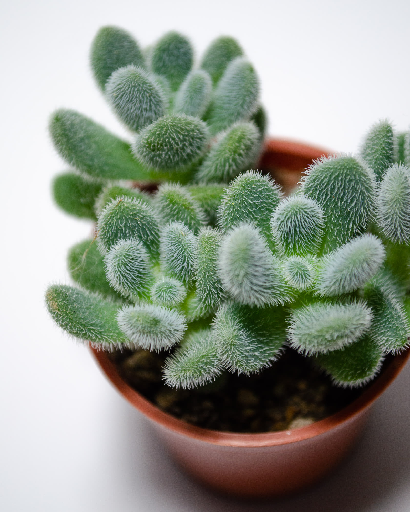 Sedum hintonii
