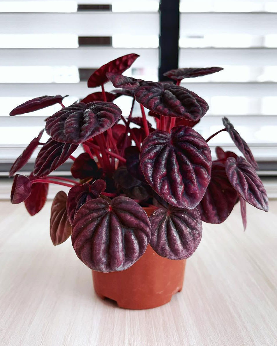 houseplants