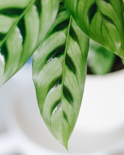 Calathea leopardina