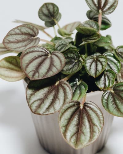 Peperomia ‘Piccolo Banda’