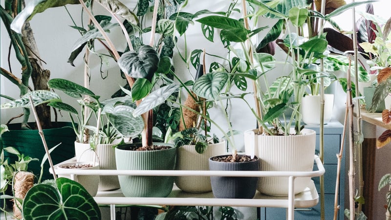 10 Things No One Tells You About Growing Houseplants