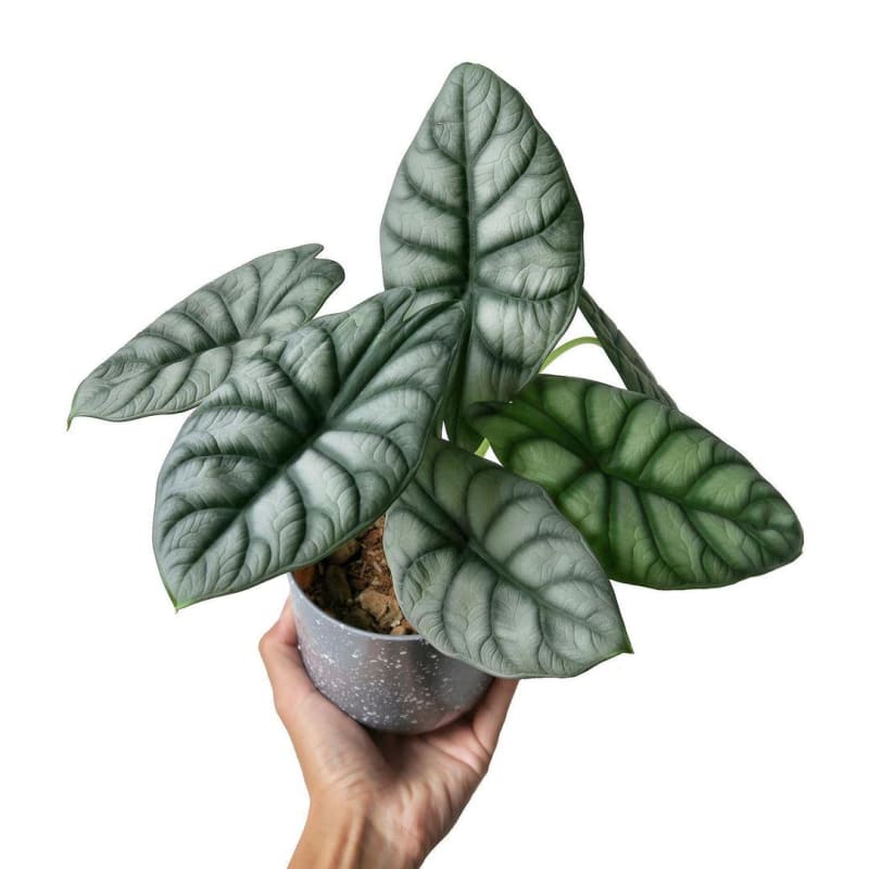 Alocasia baginda