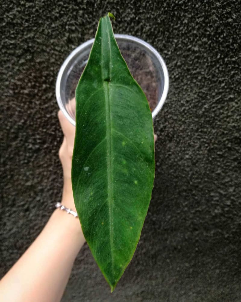 Alocasia beccarii