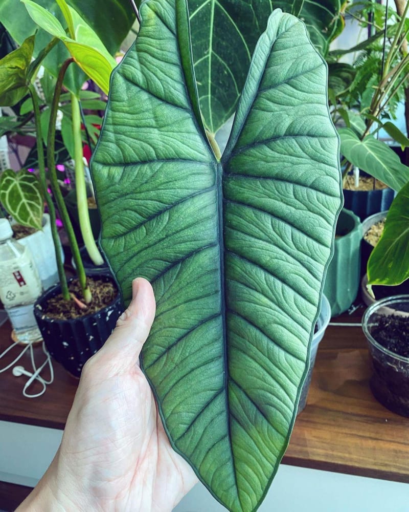 Alocasia Bisma