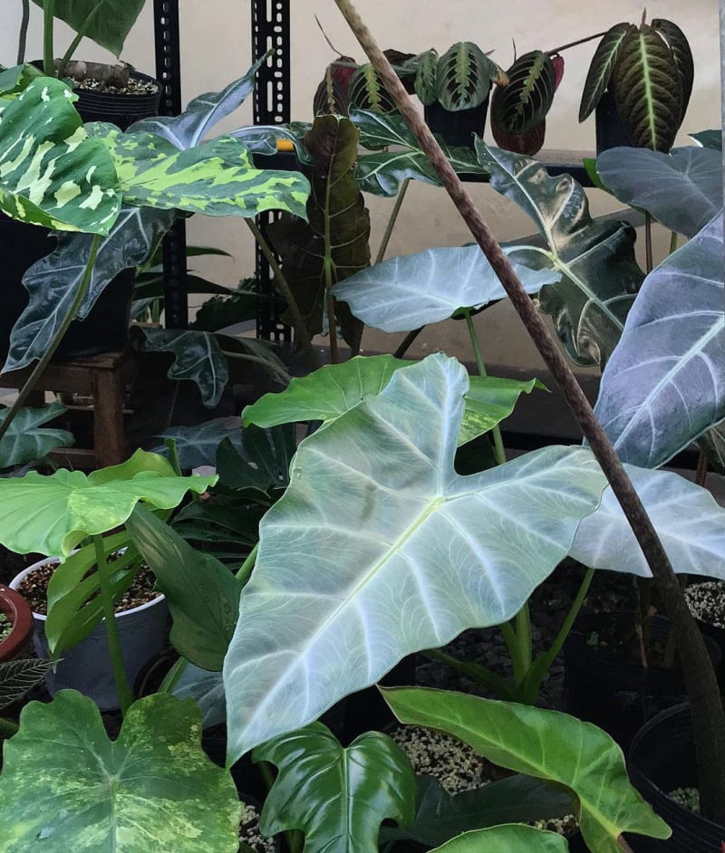 Alocasia cadieri