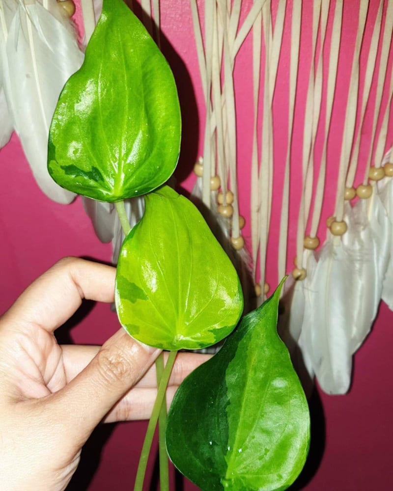 Alocasia cucullata 'Banana Split'