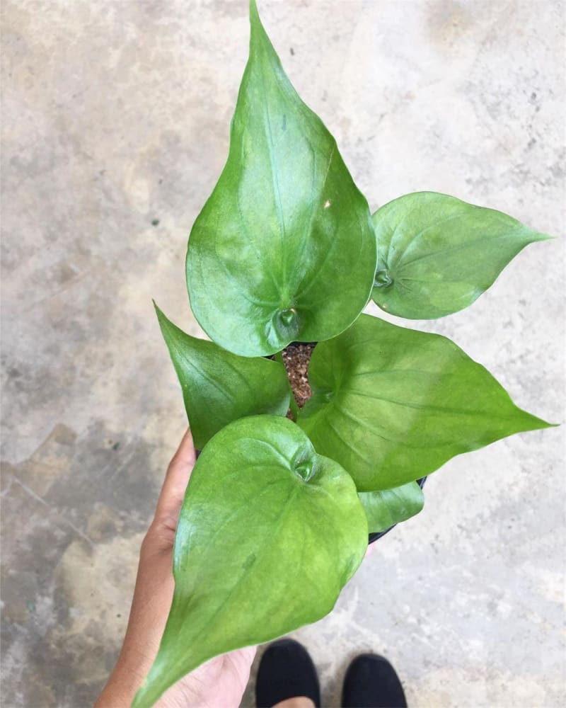 Alocasia cucullata 'Neon'