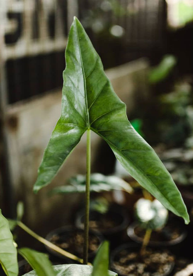 Alocasia culionensis