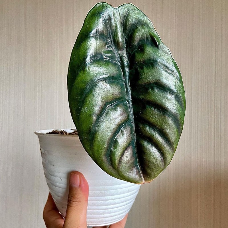 Alocasia cuprea