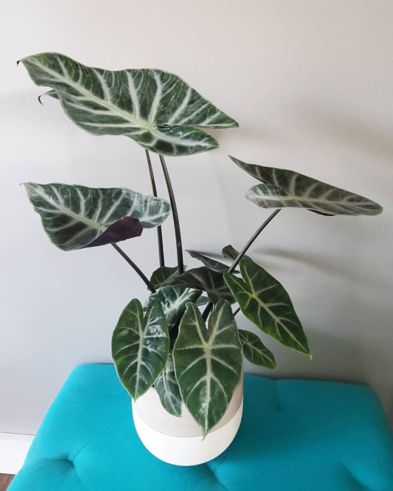 Alocasia × Ebony