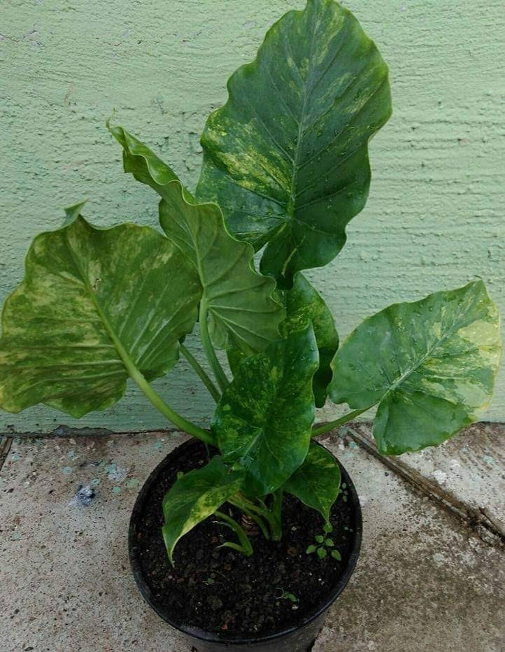 Alocasia gageana 'Aurea-Variegata'