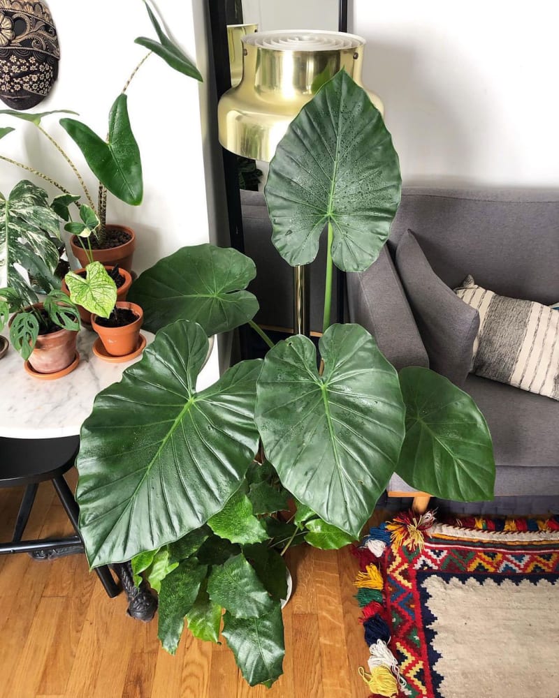 Alocasia gageana