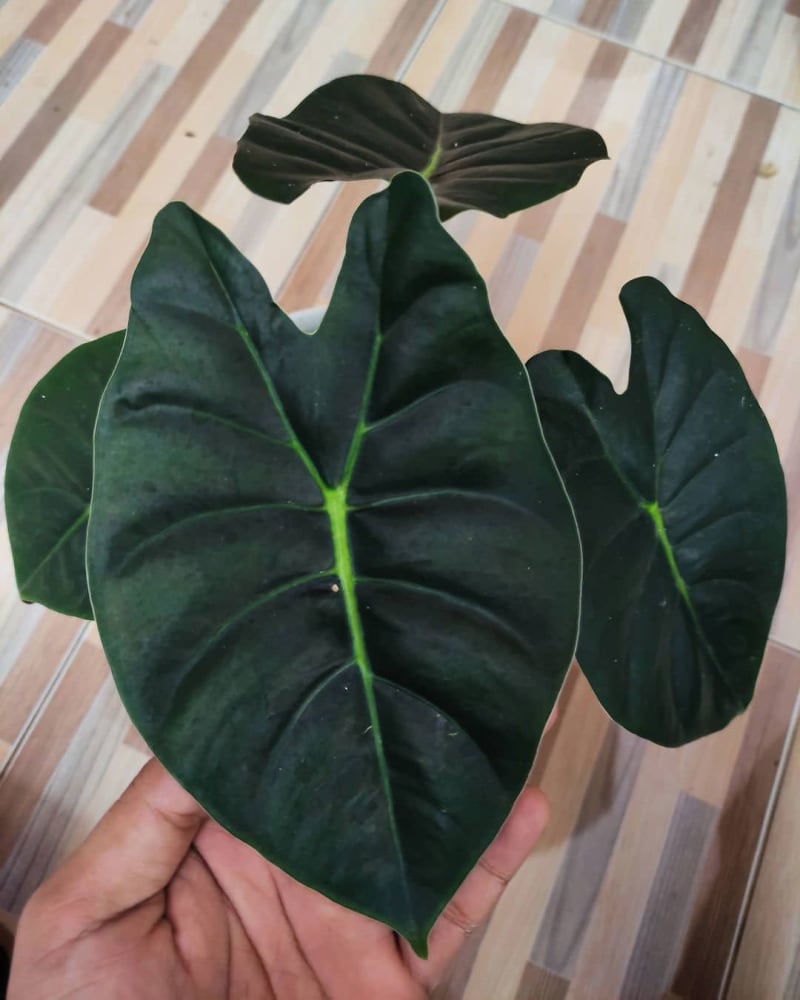 Alocasia × Golden Bone