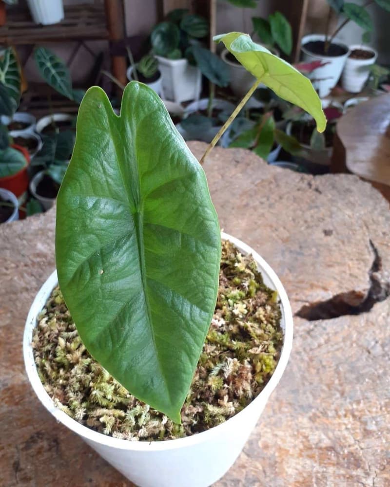 Alocasia Karpet