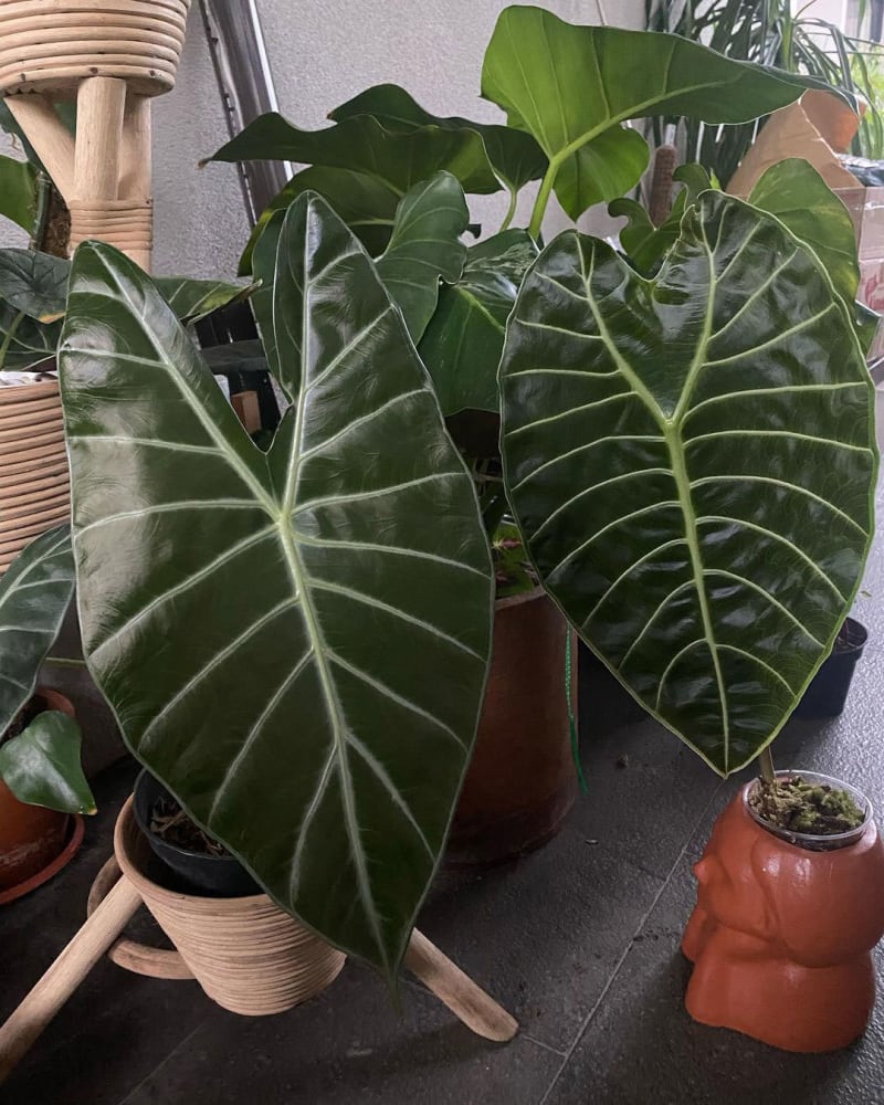 Alocasia longiloba