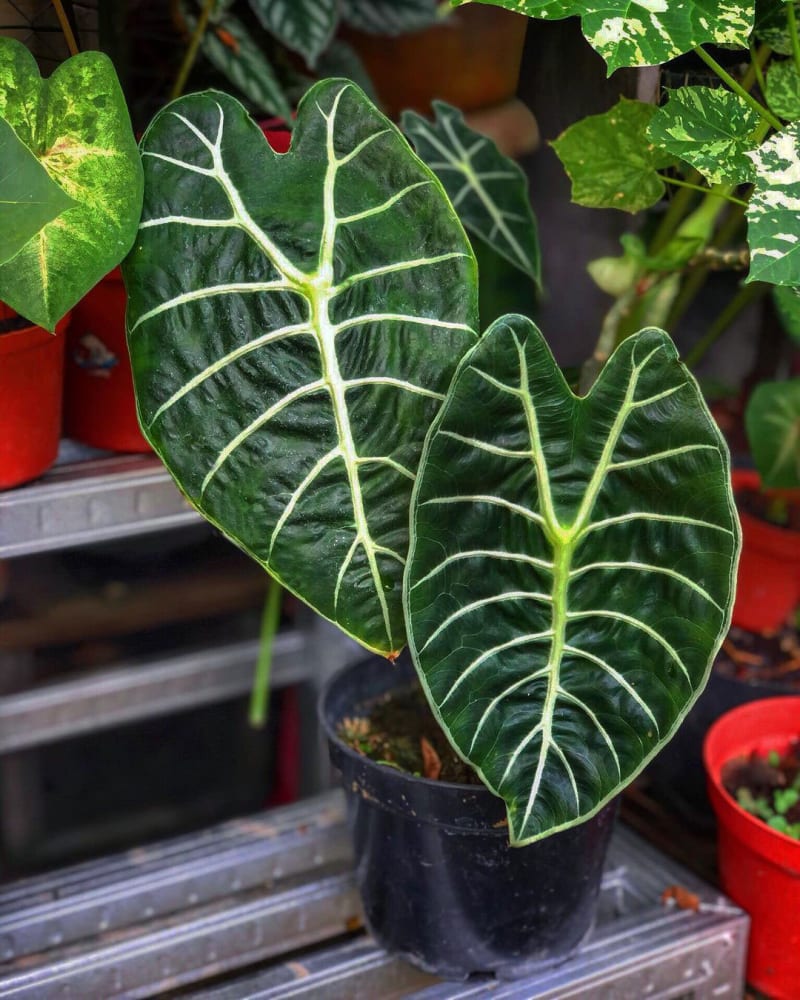 Alocasia longiloba