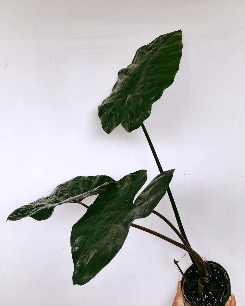 Alocasia macrorrhizos 'Plumbea Nigra'