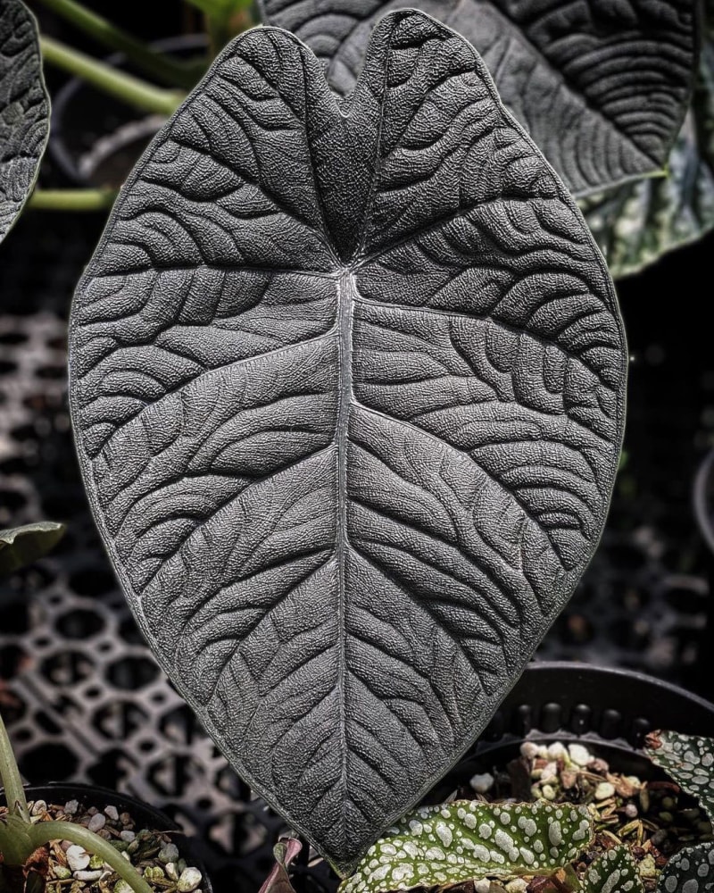 Alocasia melo