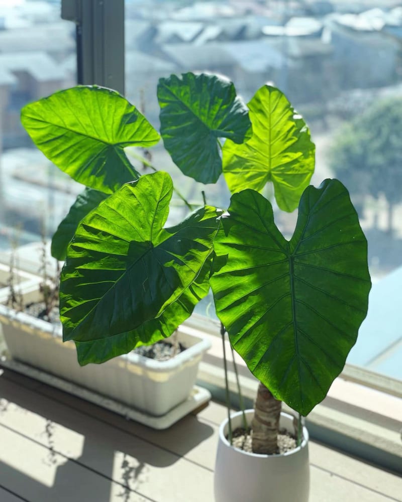 Alocasia odora