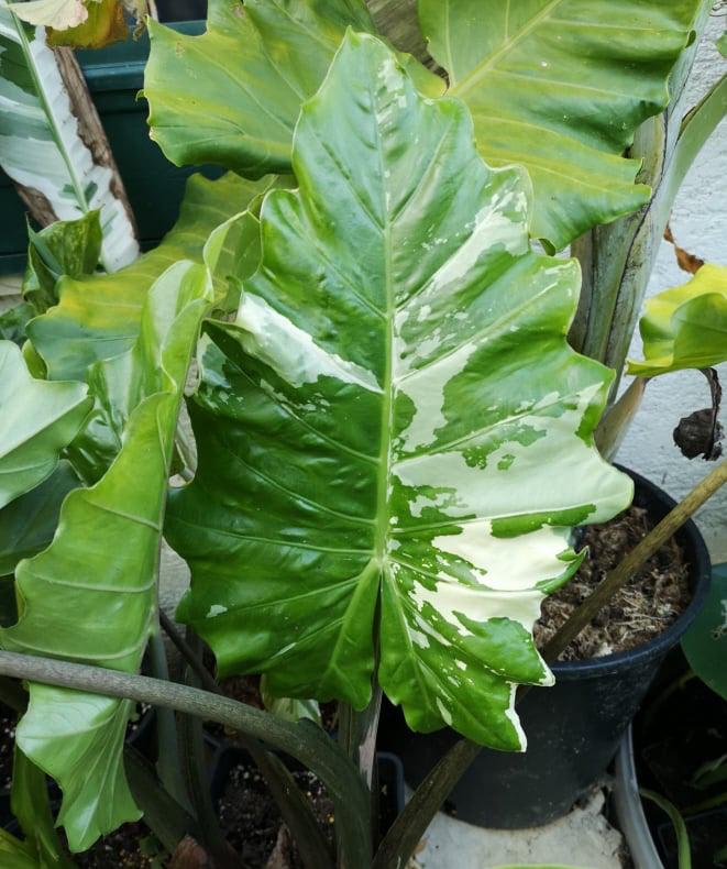 Alocasia × Portora 'Albo-Variegata'