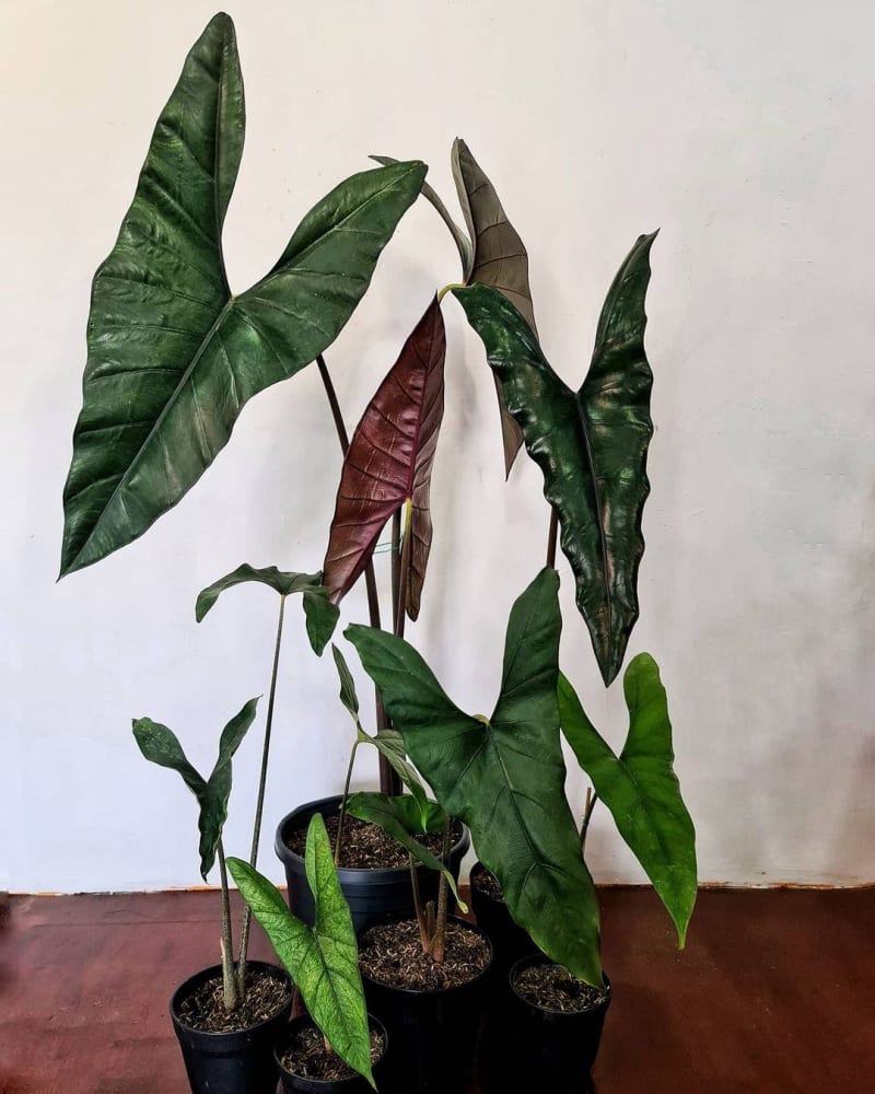 Alocasia princeps 'Purple Cloak'