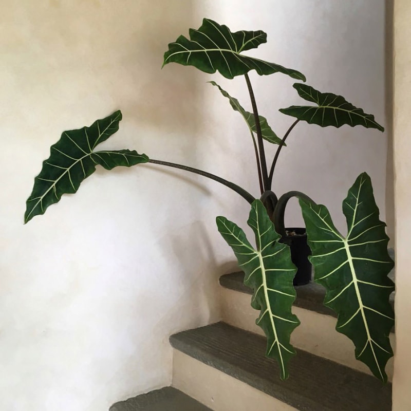 Alocasia Sarian