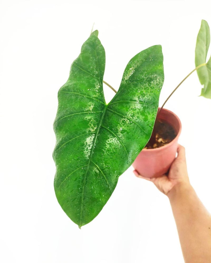 Alocasia scabriuscula