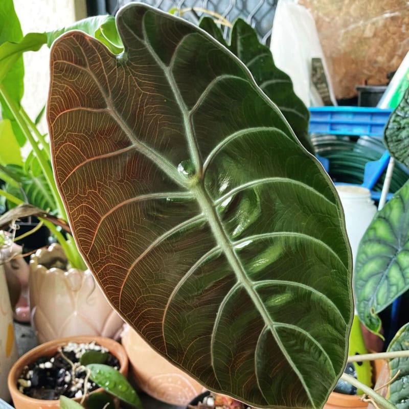 Alocasia × Sedenii