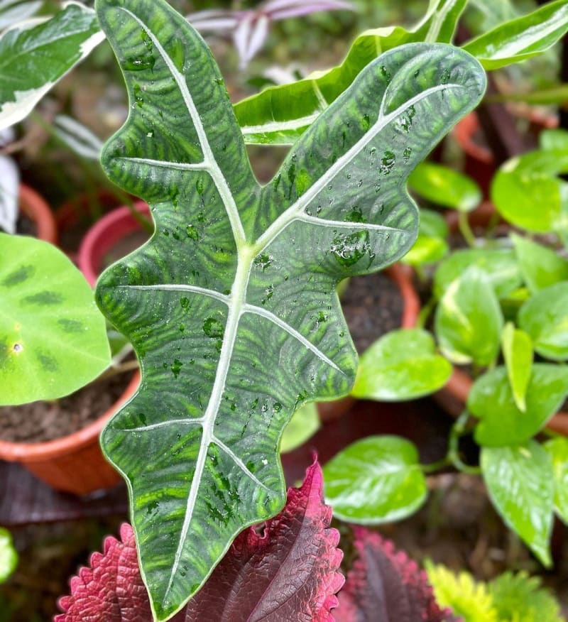 Alocasia tandurusa