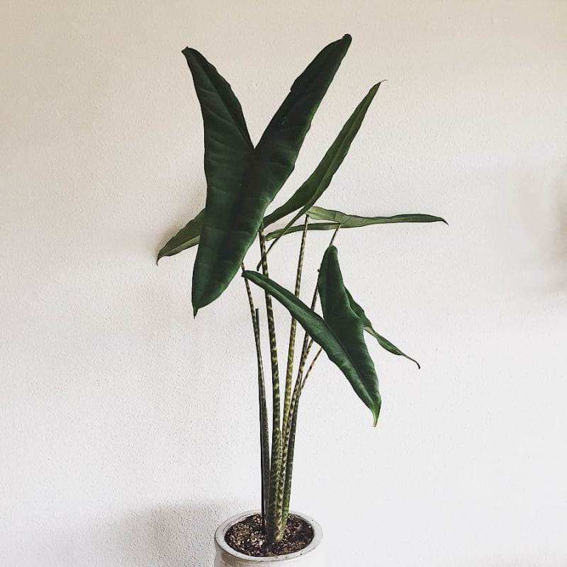 Alocasia Tigrina Superba