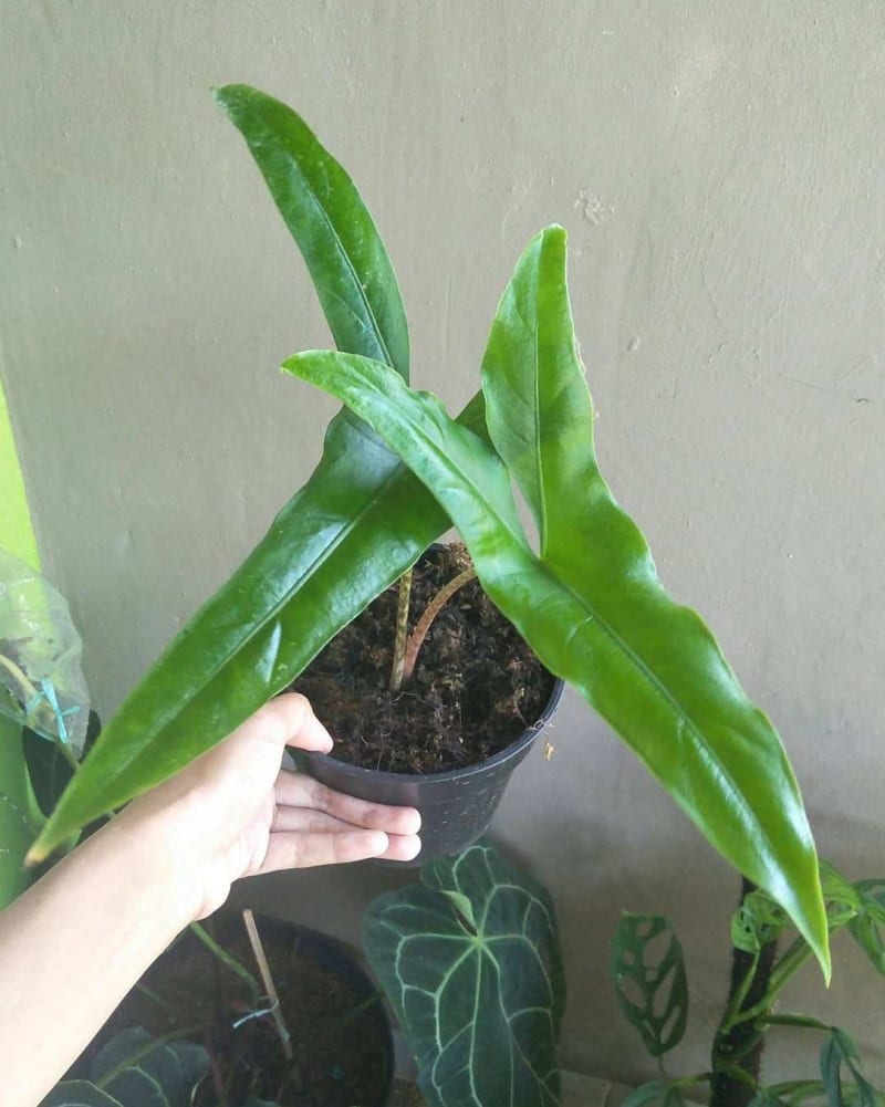 Alocasia Tigrina