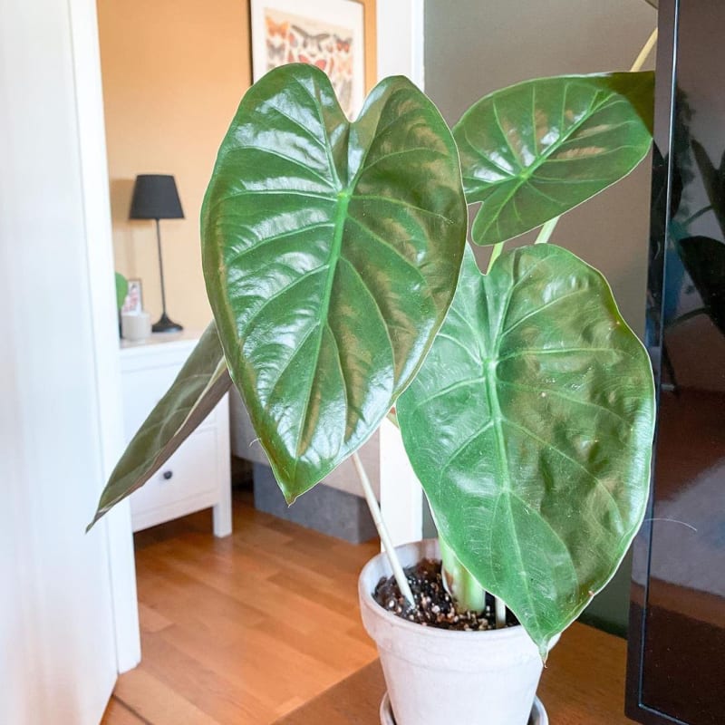 Alocasia Wentii