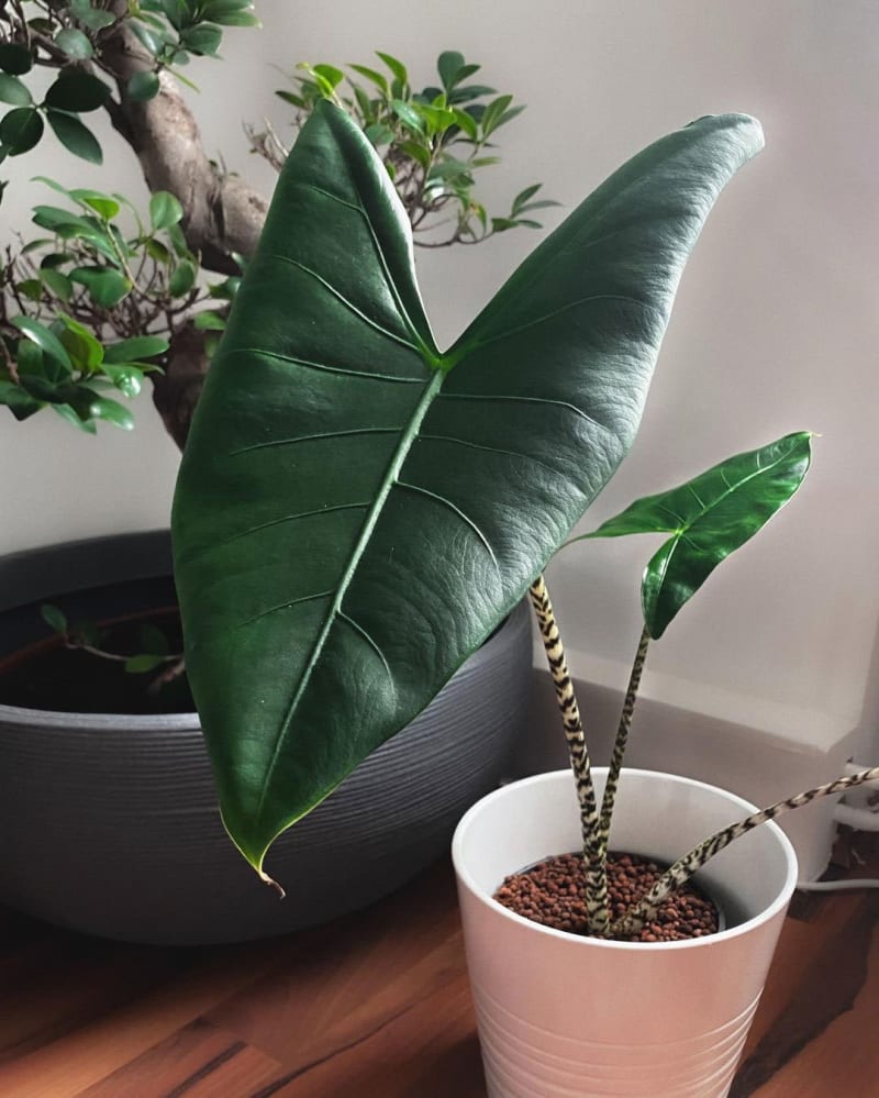 Alocasia zebrina