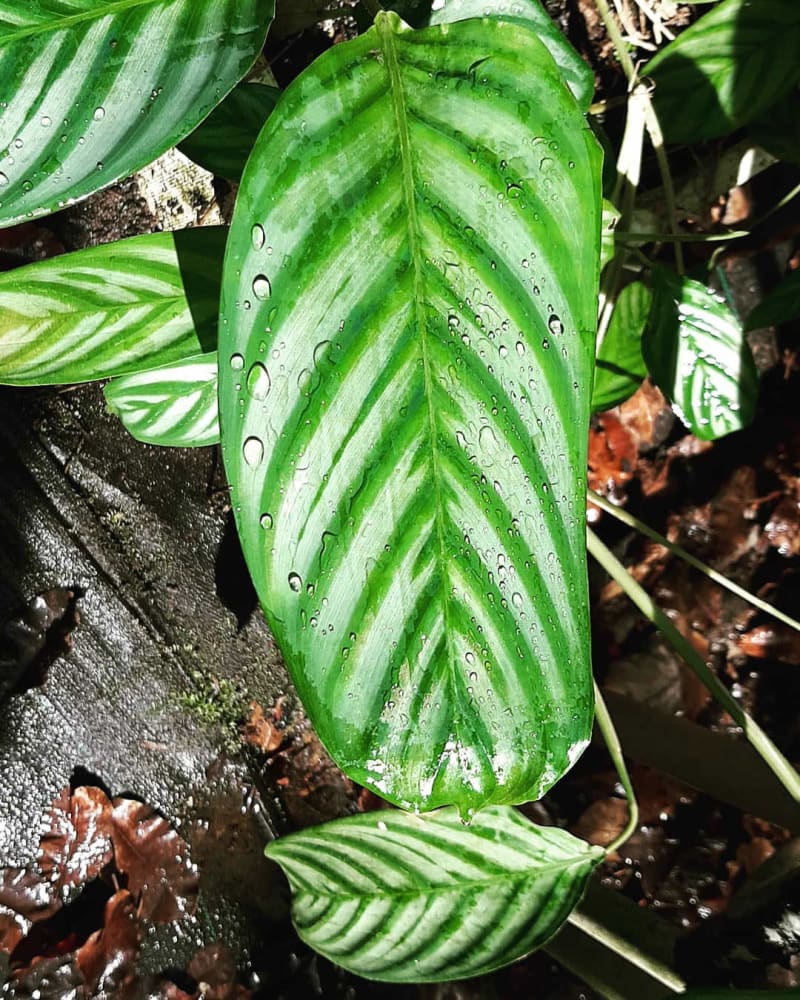 Ctenanthe amabilis