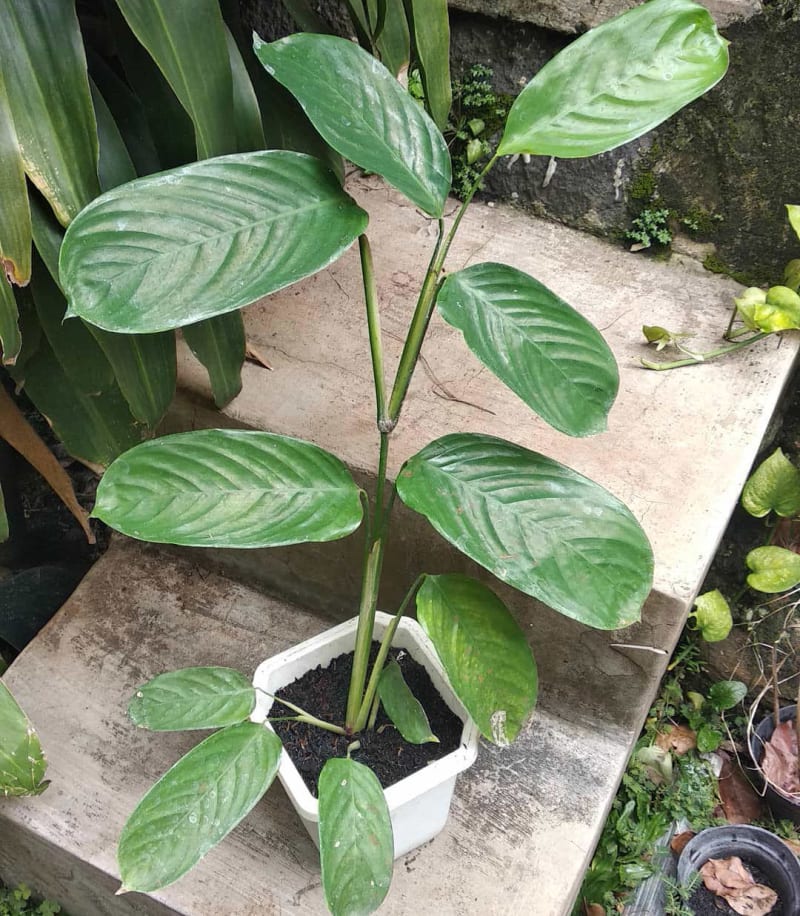 Ctenanthe marantifolia