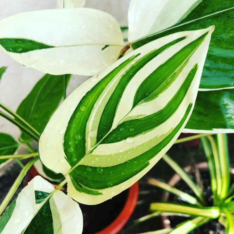 Maranta arundinacea 'Variegata'