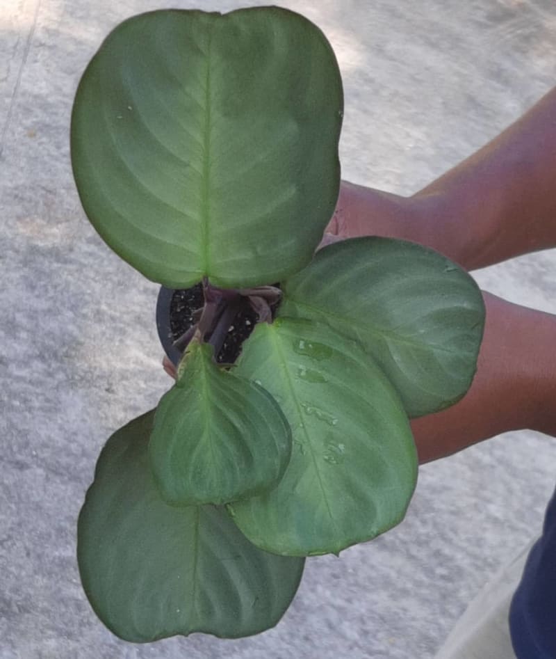 Maranta cristata 'Silver Sheen'