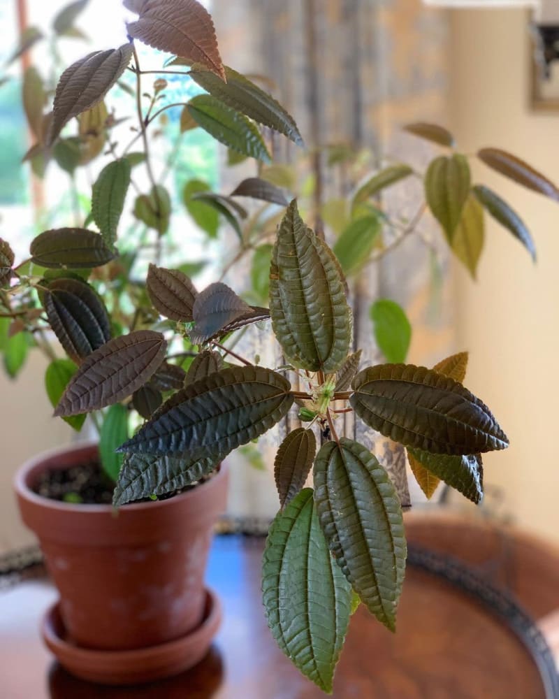 Pilea grandifolia 'Coral'